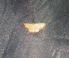 Idaea craspedota