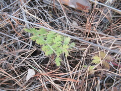 Artemisia tanacetifolia