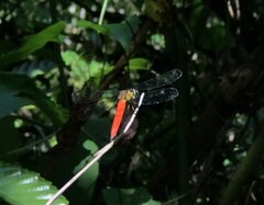 Orchithemis pulcherrima