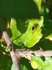 Trigonidium cicindeloides