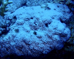 Montipora
