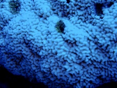 Montipora