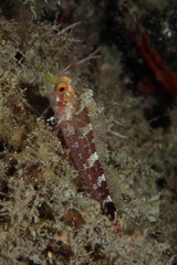 Tripterygion delaisi