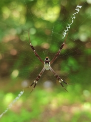 Argiope dang