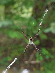 Argiope dang