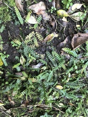 Blechnum penna-marina