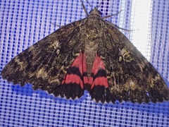Catocala sponsa