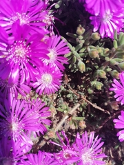 Drosanthemum hispidum