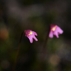 Utricularia tenella