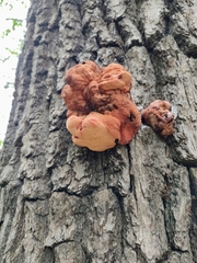 Fistulina hepatica