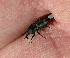 Sphenophorus