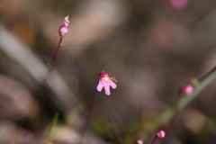 Utricularia tenella