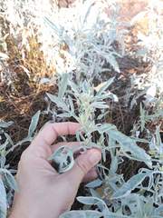 Ambrosia grayi