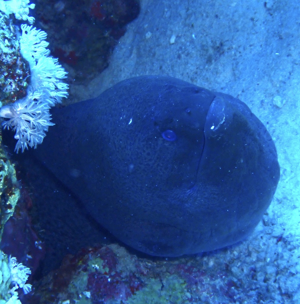 Giant moray