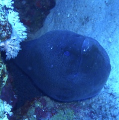 Gymnothorax javanicus
