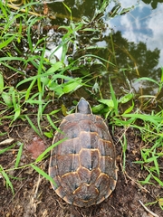 Malayemys macrocephala
