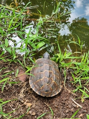 Malayemys macrocephala