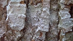 Varicellaria hemisphaerica