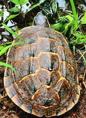 Malayemys macrocephala