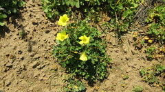 Oxalis compressa