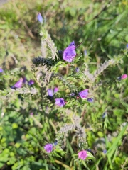 Echium