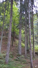 Abies alba