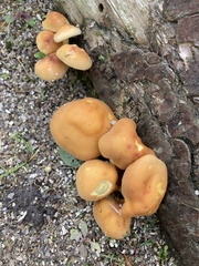 Hypholoma capnoides