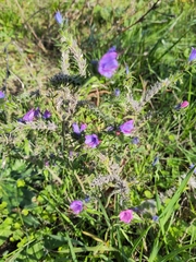 Echium