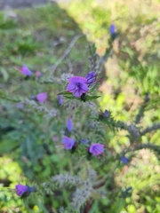 Echium