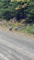 Numida meleagris domesticus