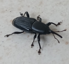 Odoiporus longicollis