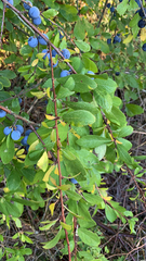 Berberis vulgaris