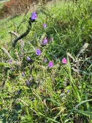 Echium