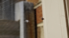 Philoponella congregabilis