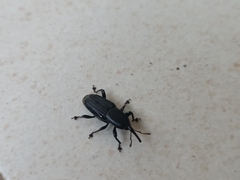 Odoiporus longicollis