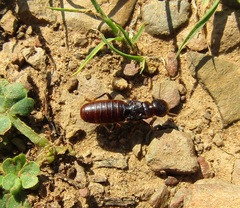 Microhodotermes viator