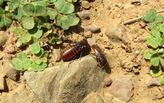 Microhodotermes viator