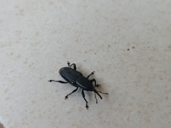 Odoiporus longicollis