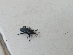 Odoiporus longicollis