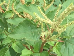 Amaranthus viridis