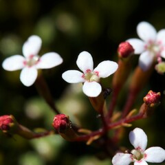 Stylidium pulchellum