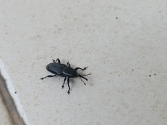 Odoiporus longicollis