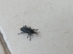 Odoiporus longicollis