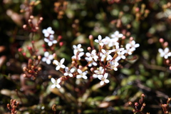 Stylidium pulchellum