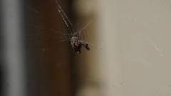 Philoponella congregabilis