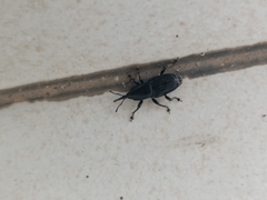 Odoiporus longicollis