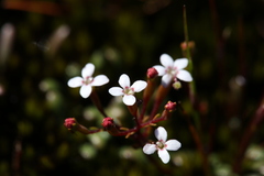Stylidium pulchellum