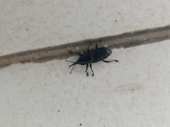 Odoiporus longicollis