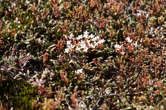 Stylidium pulchellum