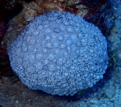 Goniopora